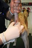 WHIPPET - GLANDES ANALES 022